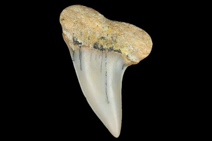 Fossil Shark Tooth (Carcharodon planus) - Bakersfield, CA #178317